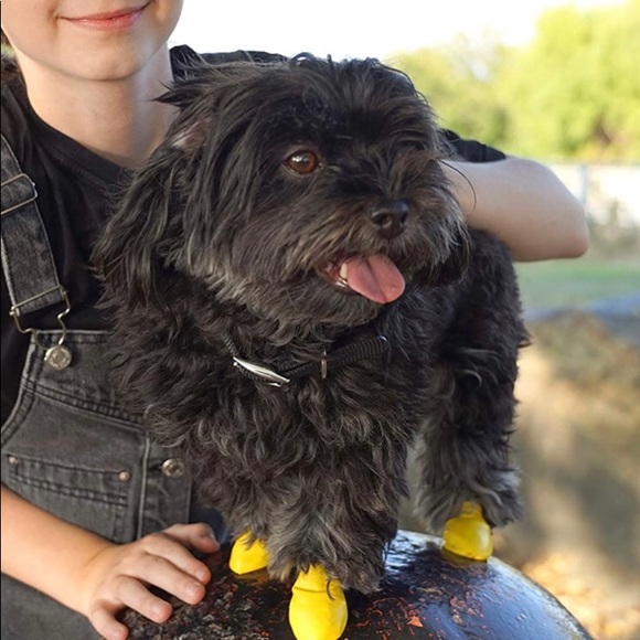 PAWS XS Yellow 1 1/2” - Picture 5 of 9